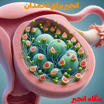 انجیر برای تقویت تخمدان تقویت تخمدان